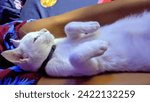 Small photo of Grudo, February 6 2024, This white kitten very comfortable sleeping in an unnatural position for a cat, sleeping on its back on my daughter feet at night.