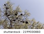 Close Up View Of Pine Cones And ...