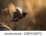beautiful orange bird with wing spread, in the style of light black and maroon, ethereal nature scenes, zeiss batis 18mm f2.8, dynamic and action-packed, light red and dark brown, exacting precision,