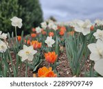 Small photo of Tulips and Daffodils under Steely Sky