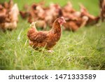 Chickens Walk On The Grass In...