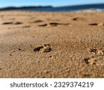 Small photo of Pawprint on the sandy beach