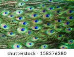 Pattern Of Colorful Peacock...
