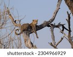 Small photo of Leopard on Safari in Khwai Concession, Botswana