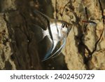 Small photo of Scalar anglefish. Aquarium macro closeup background.