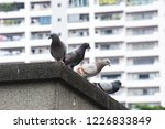 Focus Of Pigeons Cling On...