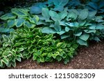 Isolated View Of A Hosta Plant...