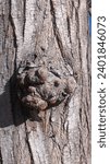 Small photo of Tree Burls or wood burl bulbous, woody growth on a trunk the result of stress that its tree has undergone