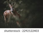 Roedeer in the forest looking towards the camera. Dark and muted colors in green and brown tones. Foreground and background are blurry.