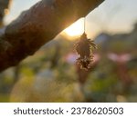 Small photo of Cocoons hanging on tree trunks and illuminated by the morning sun. Silhouette of a cocoon hanging from a stem
