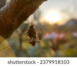 Small photo of Cocoons hanging on tree trunks and illuminated by the morning sun. Silhouette of a cocoon hanging from a stem. symbol of enlightenment
