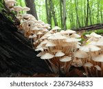 Many white mushrooms grow on an ...