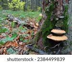 Small photo of A group of tinsel mushrooms grows on a moss-covered tree. On the trunk of an old tree in the forest bowl, poisonous mushrooms grow that parasitize trees.