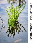 Small photo of Salicornia edible plants growing in salt marshes, beaches, and mangroves, named also glasswort, pickleweed, picklegrass, marsh samphire, mouse tits, sea beans, samphire greens or sea asparagus.