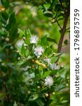 Small photo of Botanical collection of medicinal plants and herbs, white flowers of Myrtus communis or true myrtle plant used in aromatherapy and medicine