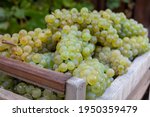 New harvest of white sweet chardonnay grapes on grand cru vineyards near Epernay, region Champagne, France close up