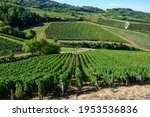Green Vineyards Located On...