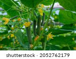 Young green cucumbers ...
