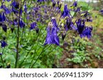 Small photo of Botanical collection, young green leaves and violet flowers of garden poisoning plant Aquilegia vulgaris or columbine, granny's nightcap, granny's bonnet, native to Europe