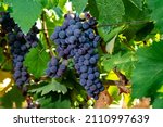 Bunches Of Red Wine Merlot...