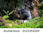 Gorilla herbivorous, great black ape inhabit tropical forests of equatorial Africa in zoo