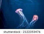 Chrysaora achlyos colorata or purple-striped jellyfish lives in water of coast of California close up