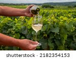 Tasting of high quality white dry wine made from Chardonnay grapes on grand cru classe vineyards near Puligny-Montrachet village, Burgundy, France
