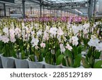 Cultivation of colorful tropical flowering plants orchid family Orchidaceae in Dutch greenhouse with UV IR Grow Light  for trade and worldwide export, blossom