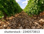 View on vineyards around Sancerre wine making village, rows of sauvignon blanc grapes growing on caillottes limestone very stony soils and flints pebbles, Cher, Loire valley, France in summer