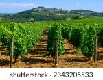 View on green vineyards around Sancerre wine making village, rows of sauvignon blanc grapes on hills with different soils, Cher, Loire valley, France