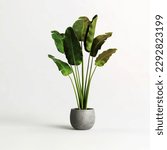 Potted banana plant isolated on ...