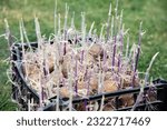 Small photo of Tubers of old potato witth long stems (sprouts) in a black plastic box. Rest of harvest saved after winter. Vegetable garden, planting food ingredients at home.