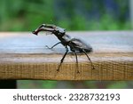 Lucanus cervus  stag beetle...