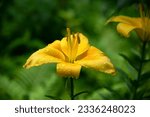 Garden yellow lily (Lilium ‘Connecticut King’) growing on flowerbed (green foliage background). Fresh dewdrops on the thick saturated petals. Long lily stamens with orange pollen. Rainy summer vibe.