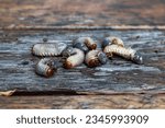 Small photo of Cockchafer larvae, hairy segmented white semi-transparent worms with yellow head capsules, digging mandibles and short legs creeping on the wooden surface. Scoleciphobia object. Light beige background