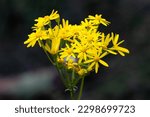 Small photo of wild butterweed in full bloom with a bokeh blurred background