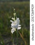 Small photo of A white Gladiolus, bedecked in dew, stands tall amidst a softly blurred sea of green.