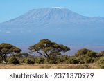 Small photo of Exploring the untamed beauty of Kenya's safari, where majestic African animals roam free in their natural habitat. In the heart of Kenya's untamed wilderness, this captivating photograph.