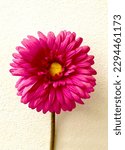 Small photo of Pink gerbera flowers symbolise grace and gentility. They're usually sent as get well soon flowers to anyone feeling under the weather to remind them of their strength.