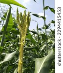 Small photo of emasculation for Sorghum bicolor in the field