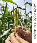 Small photo of Emasculation for plant breeding sorghum