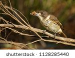 Small photo of Grey butcherbird - Cracticus torquatus is a widely distributed species endemic to Australia, occurs in a range of different habitats, has a characteristic rollicking birdsong.