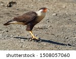 Small photo of Northern Crested Caracara - Caracara cheriway bird of prey in the family Falconidae, formerly considered conspecific with the southern caracara (plancus) and the extinct Guadalupe caracara (lutosa).