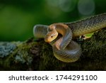 Aesculapian Snake   Zamenis...