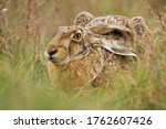 Small photo of Brown Hare - Lepus europaeus, European hare, species of hare native to Europe and parts of Asia. It is among the largest hare species and is adapted to temperate, open country. Hares are herbivorous.