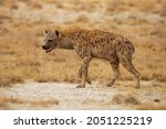 Spotted hyena   crocuta crocuta ...