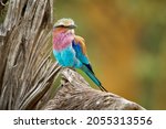 Lilac Breasted Roller  ...