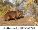 Small photo of Rock Hyrax - Procavia capensis also dassie, Cape hyrax, rock rabbit and coney, medium-sized terrestrial mammal native to Africa and the Middle East, order Hyracoidea genus Procavia.
