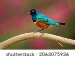 Small photo of Superb Starling - Lamprotornis superbus is colorful bird of the starling family, formerly Spreo superbus, East Africa including Ethiopia, Somalia, Uganda, Kenya, Sudan and Tanzania.