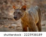 Fossa - Cryptoprocta ferox long-tailed mammal endemic to Madagascar, family Eupleridae, related to the Malagasy civet, the largest mammalian carnivore and top or apex predator on Madagascar. Portrait.